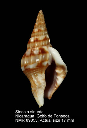 Sincola sinuata.jpg - Sincola sinuata (G.B.Sowerby,1875)